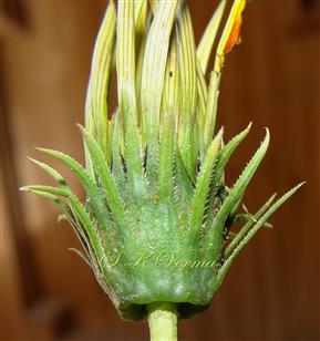  Involucre